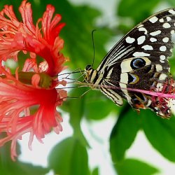 Photography Fine Art - Butterfly  Hibiskus - (c)HanneVoltmerDöbrich